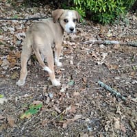 Monaco, chien à adopter