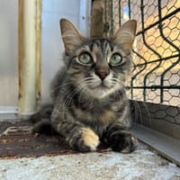 Giu, chatte à adopter