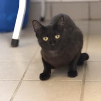 FARFALLE, chatte à adopter