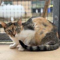 NOVA, chatte à adopter