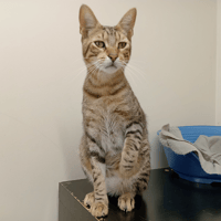 ALOKA PAB29134, chat à adopter