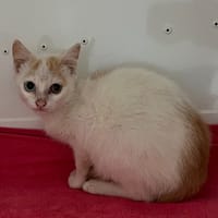 Saphia, chatte à adopter