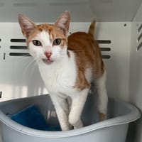 Sélénia, chatte à adopter
