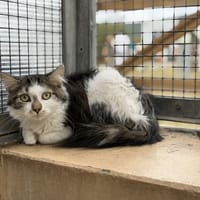 BLUEY, chatte à adopter