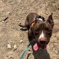 Alto, chien à adopter