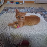 WEASLEY, chat à adopter