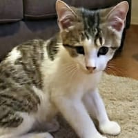 MORDICUS, chat à adopter