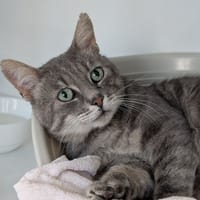Oggy, chat à adopter