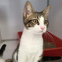 Bronx, chat à adopter