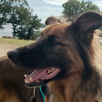 SAM QCN, chien à adopter