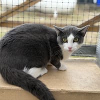 KATMANDOU, chatte à adopter
