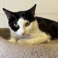 OREO, chatte à adopter