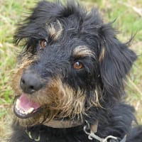 SALEM, chien à adopter