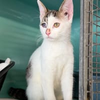 WESLEY, chat à adopter
