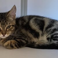Visko, chat à adopter