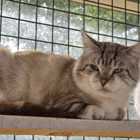 MERLIN, chat à adopter