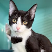 GARZA, chatte à adopter