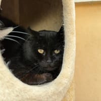 MECANO, chat à adopter