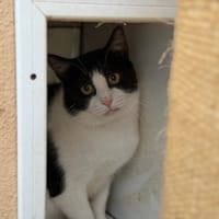NASH, chat à adopter