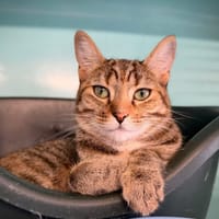 MINETA, chatte à adopter