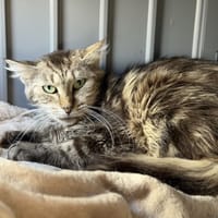 VICTOIRE, chatte à adopter