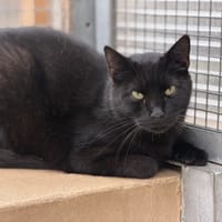 GRASSY, chat à adopter
