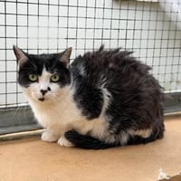 CHAPLIN, chat à adopter