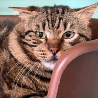 CLEGAN, chat à adopter