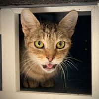 VINAIGRETTE, chatte à adopter