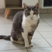 TOM POUCE, chat à adopter