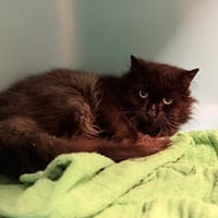 Méléa CAB4942, chatte à adopter