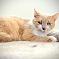 SEQUOIA, chat à adopter