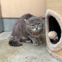 GUSTAVE, chat à adopter