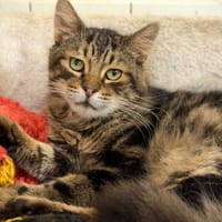 BALSAMIQO, chat à adopter