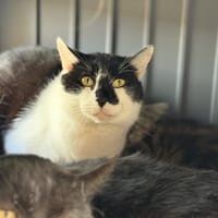 JASPE, chat à adopter