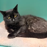 Joey CAB4979, chat à adopter