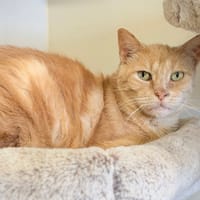 MILO, chat à adopter