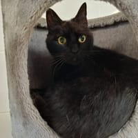 Mika, chat à adopter