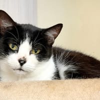GAIA, chatte à adopter