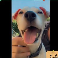 Blanco, chien à adopter