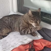Zefirka, kotka do adopcji
