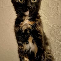 Nancy, chatte à adopter