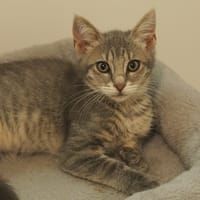 Rose, chatte à adopter