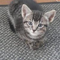 tigri, chat à adopter