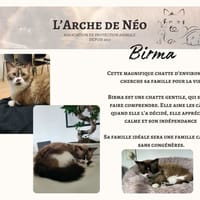 Birma, chatte à adopter