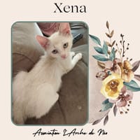 Xena, chatte à adopter