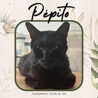 Pépito, chat à adopter