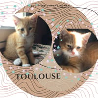Toulouse, chat à adopter