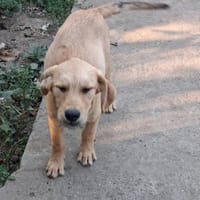 Schnappi, chien à adopter