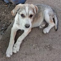 Ouko, chien à adopter